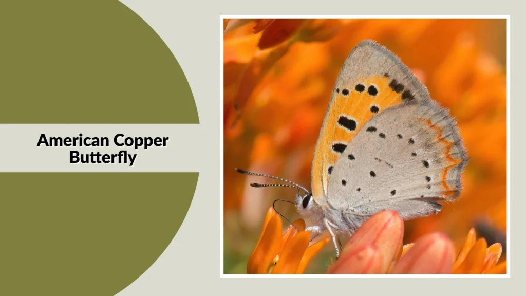 American Copper Butterfly