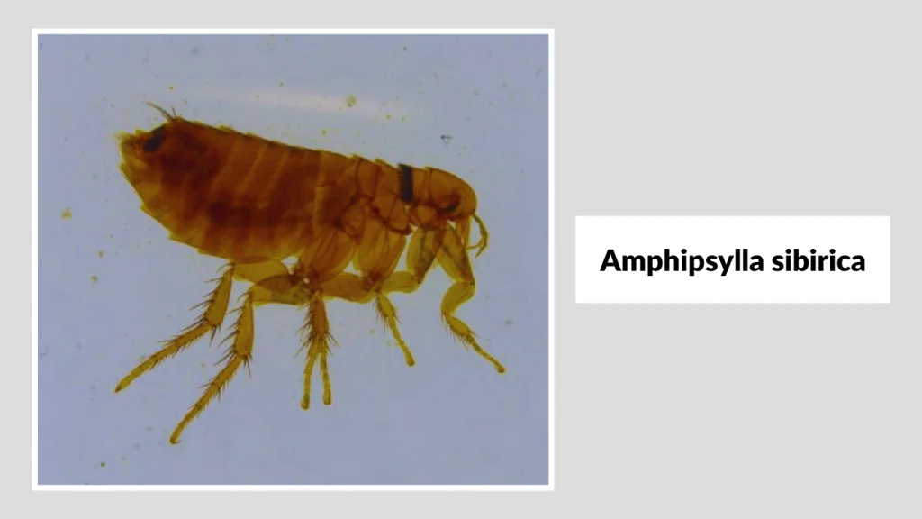 Amphipsylla sibirica