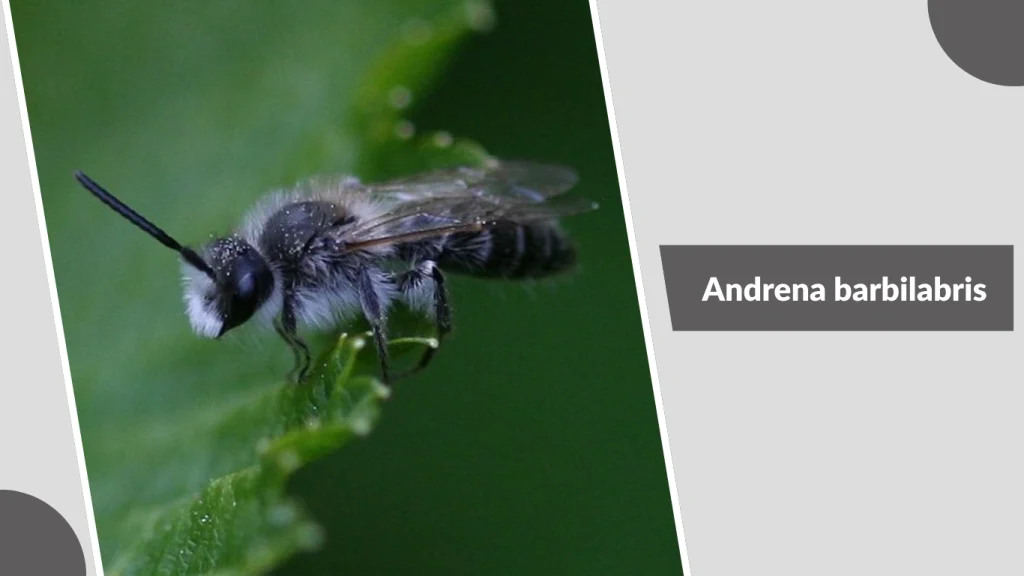Andrena barbilabris