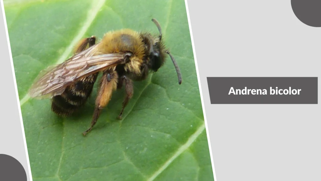 Andrena bicolor