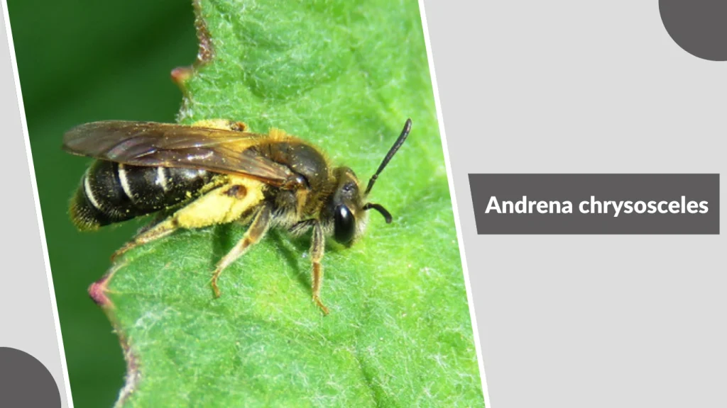 Andrena chrysosceles 