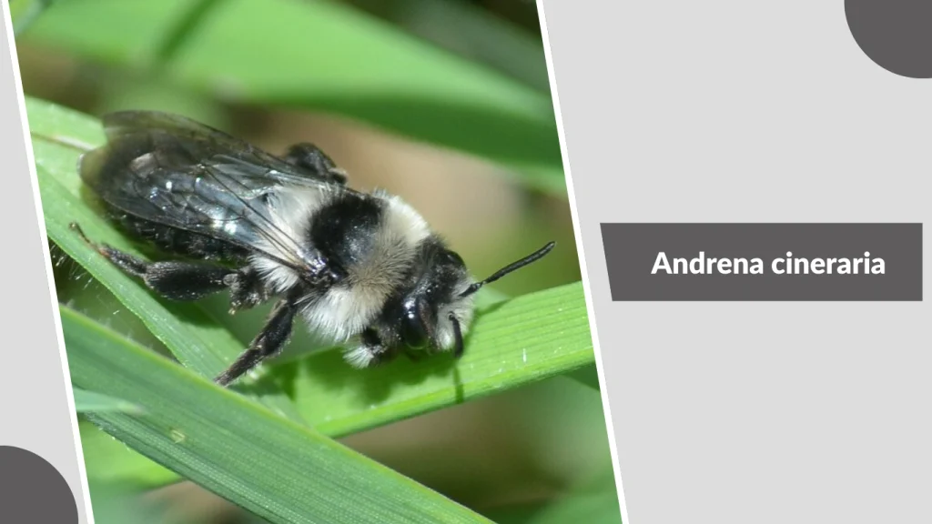 Andrena cineraria