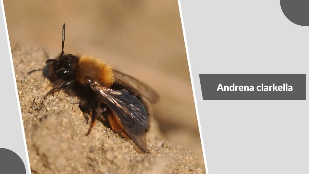 Andrena clarkella