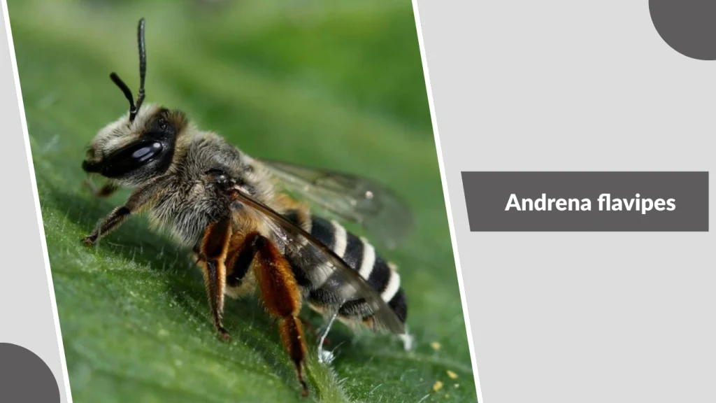 Andrena flavipes