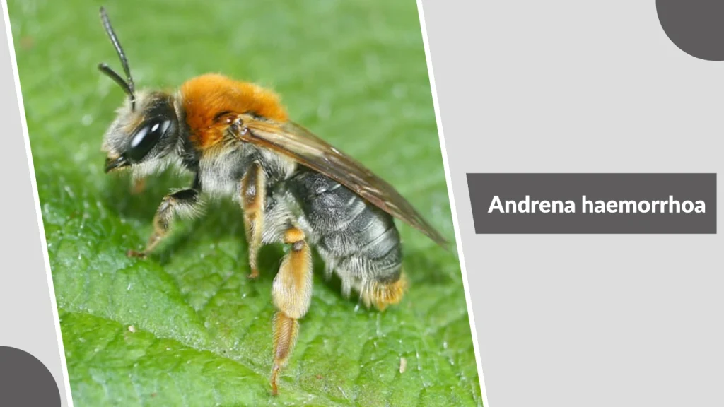 Andrena haemorrhoa