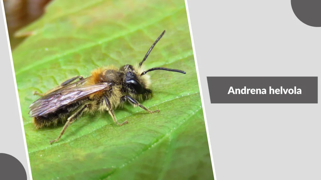 Andrena helvola