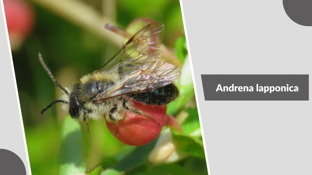 Andrena lapponica
