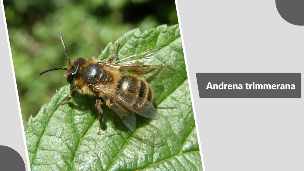 Andrena trimmerana