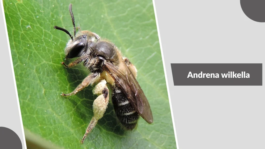 Andrena wilkella