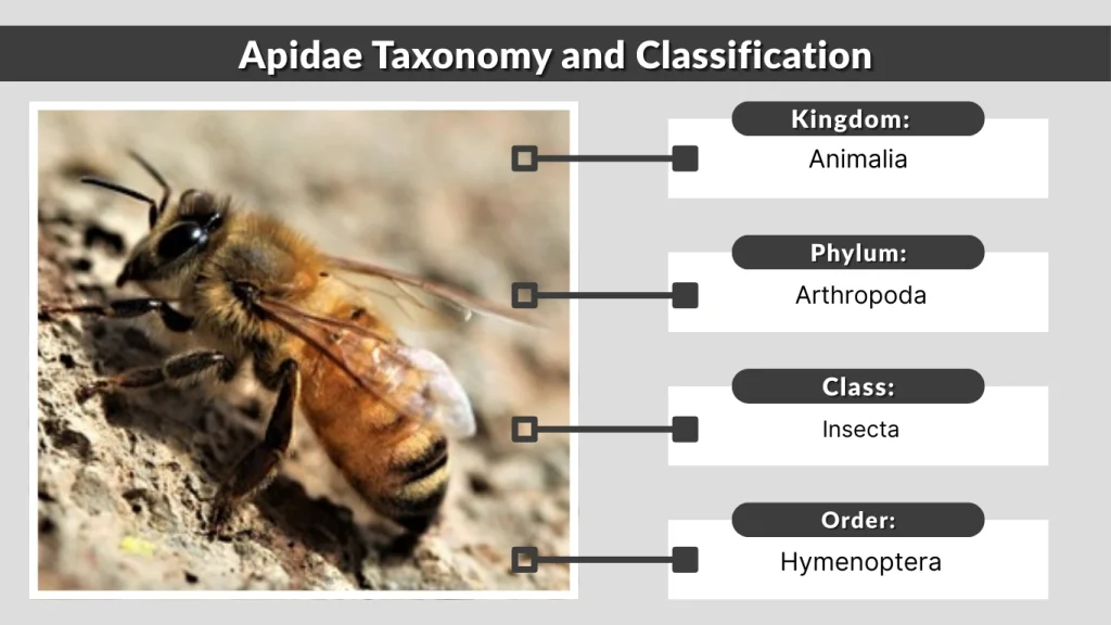 Apidae Taxonomy and Classification