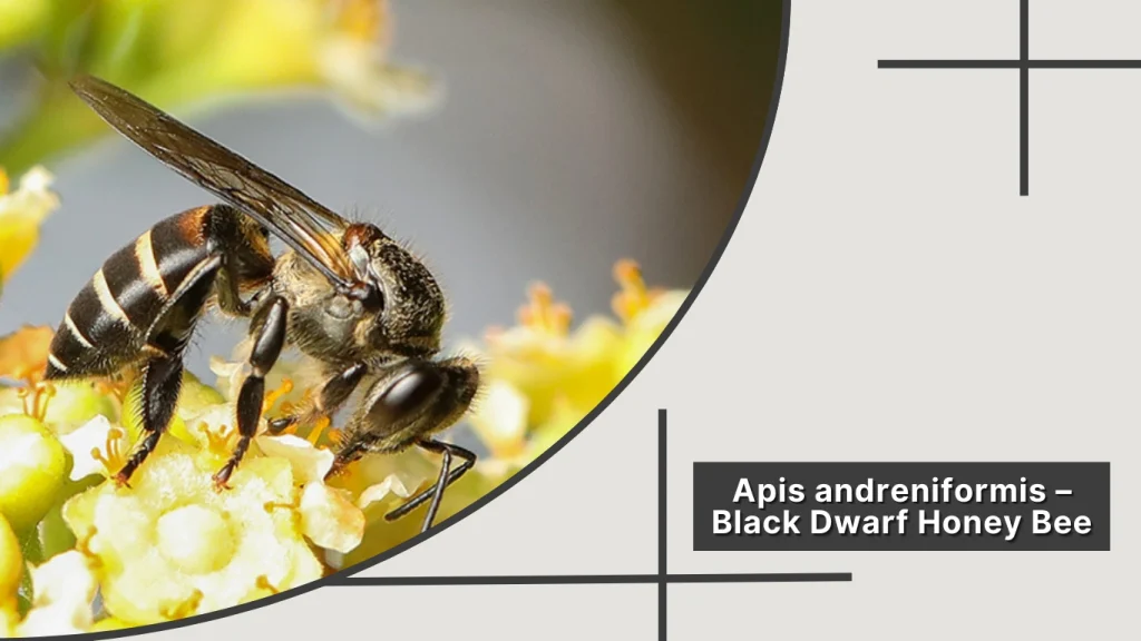 Apis andreniformis – Black Dwarf Honey Bee