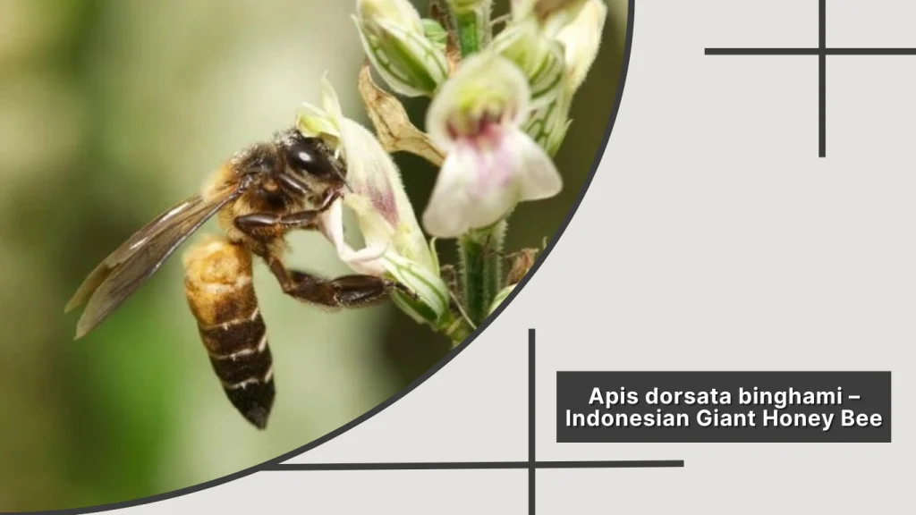 Apis dorsata binghami – Indonesian Giant Honey Bee