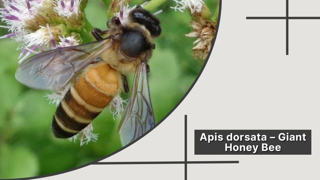 Apis dorsata – Giant Honey Bee