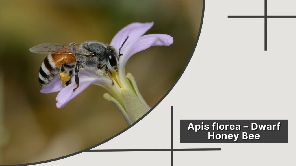 Apis florea – Dwarf Honey Bee