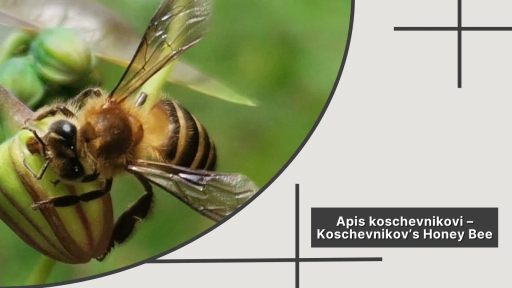 Apis koschevnikovi – Koschevnikov’s Honey Bee