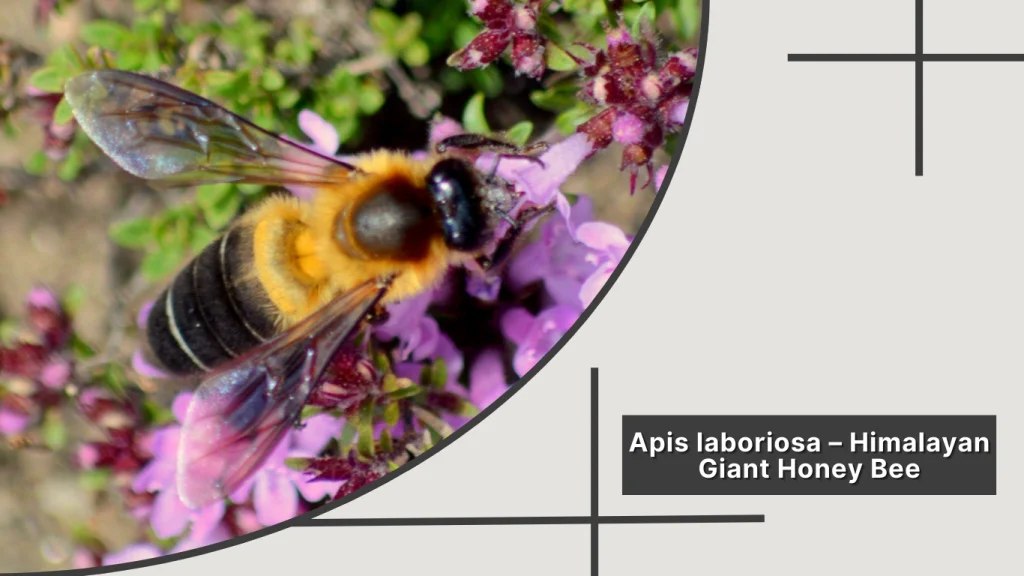Apis laboriosa – Himalayan Giant Honey Bee