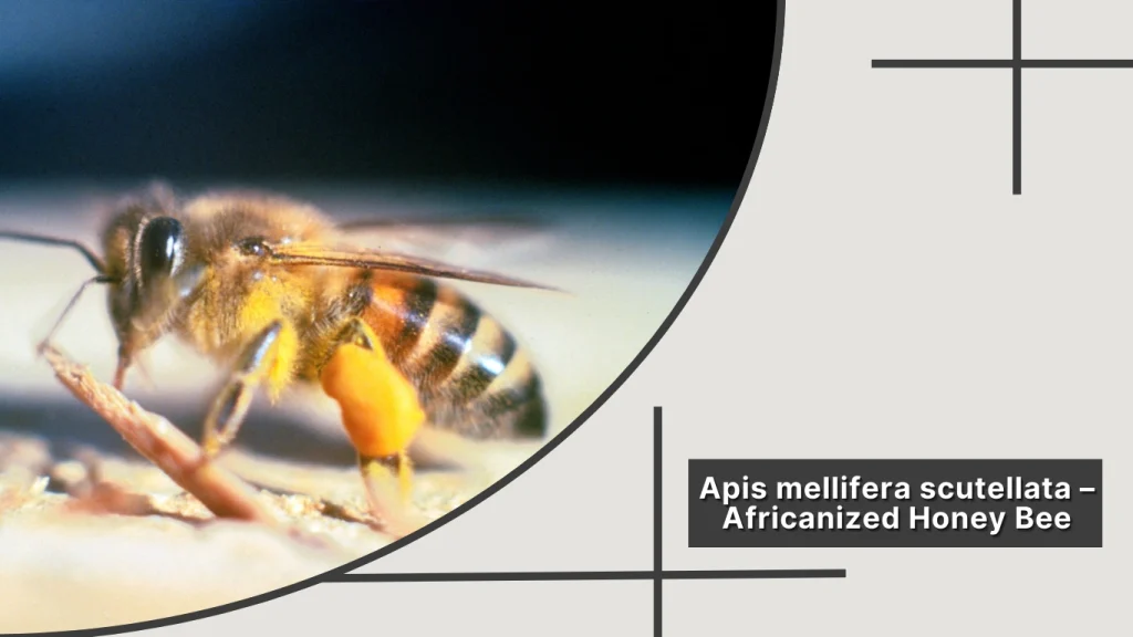 Apis mellifera scutellata – Africanized Honey Bee