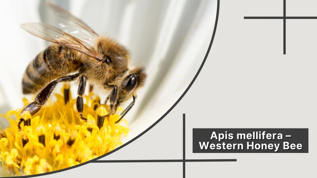 Apis mellifera – Western Honey Bee