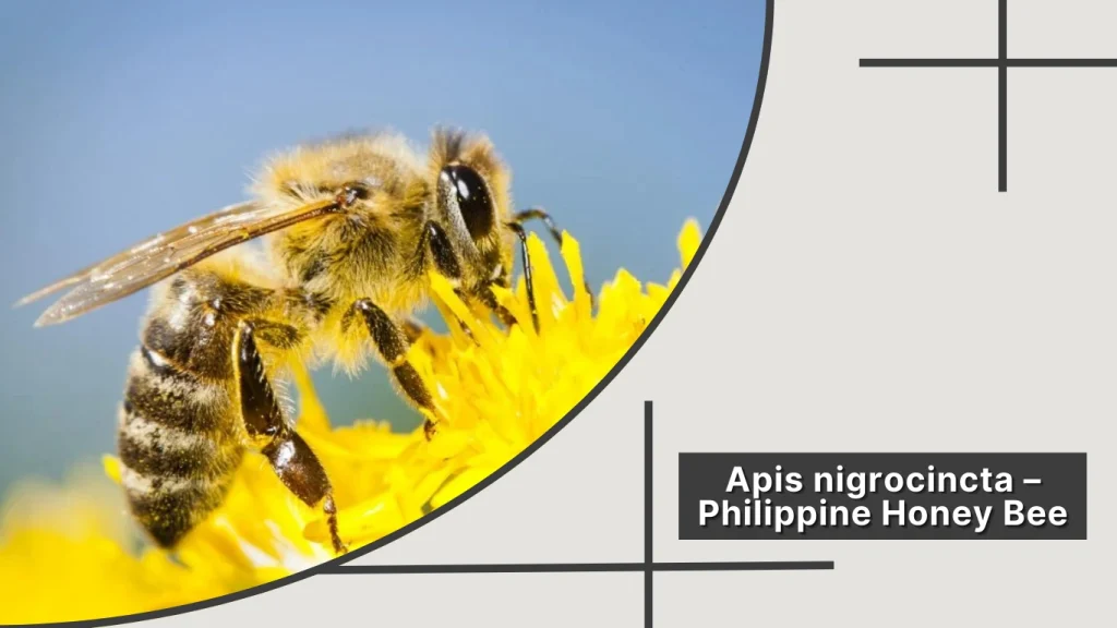 Apis nigrocincta – Philippine Honey Bee
