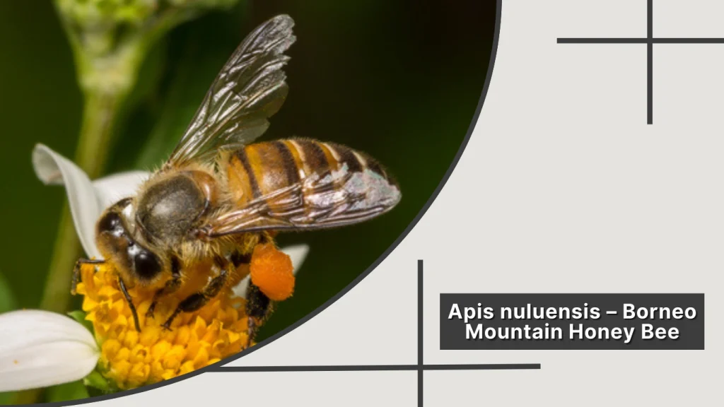 Apis nuluensis – Borneo Mountain Honey Bee