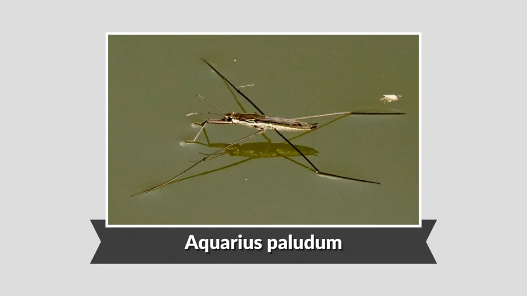 25 Types of Water Striders: Identification with Pictures