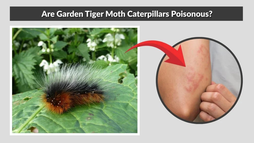 Are Garden Tiger Moth Caterpillars Poisonous