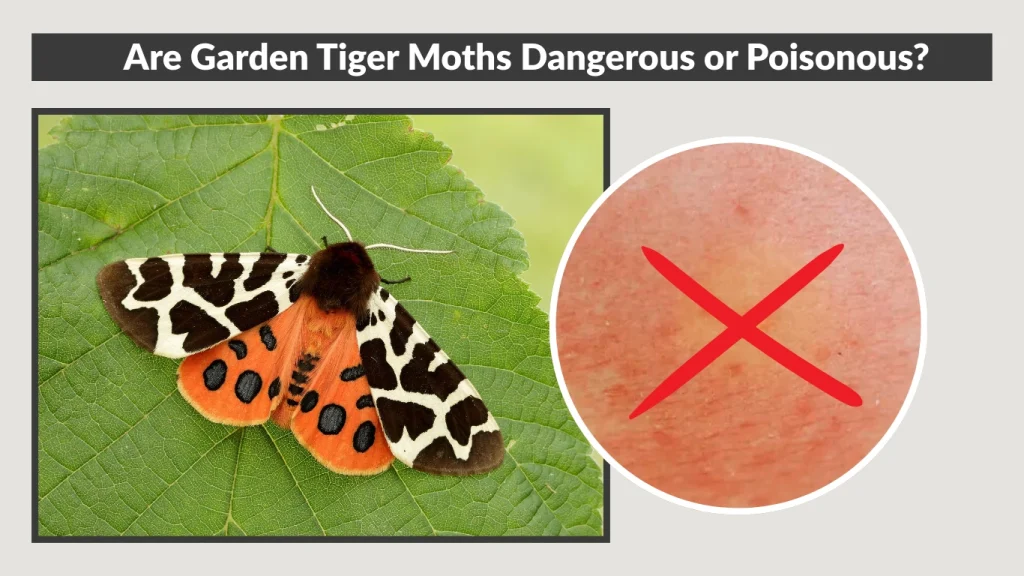 Are Garden Tiger Moths Dangerous or Poisonous