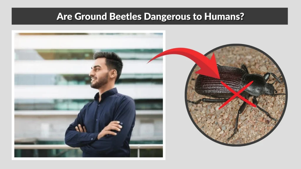 Are Ground Beetles Dangerous to Humans