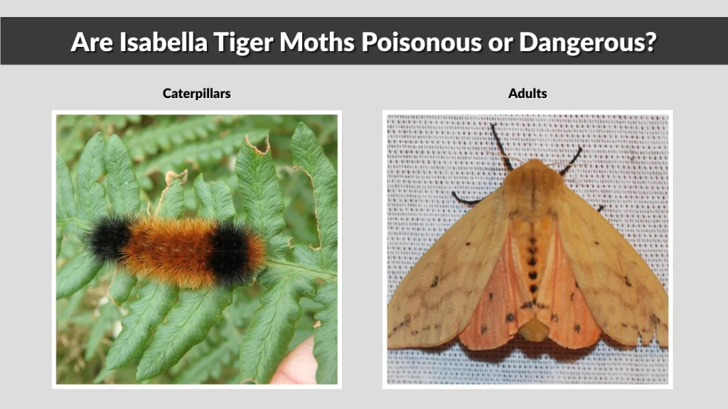 Are Isabella Tiger Moths Poisonous or Dangerous