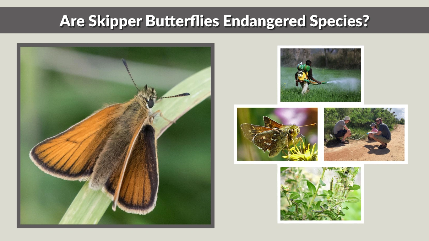 Are Skipper Butterflies Endangered Species A Complete Guide