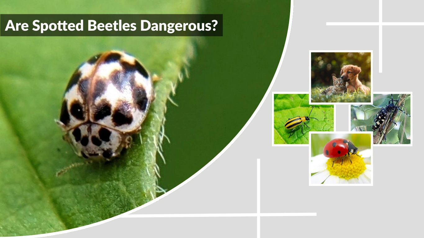 Are Spotted Beetles Dangerous You Need To Know 