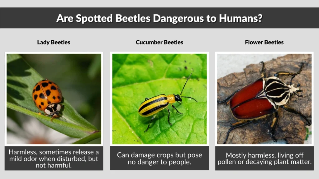 Are Spotted Beetles Dangerous to Humans