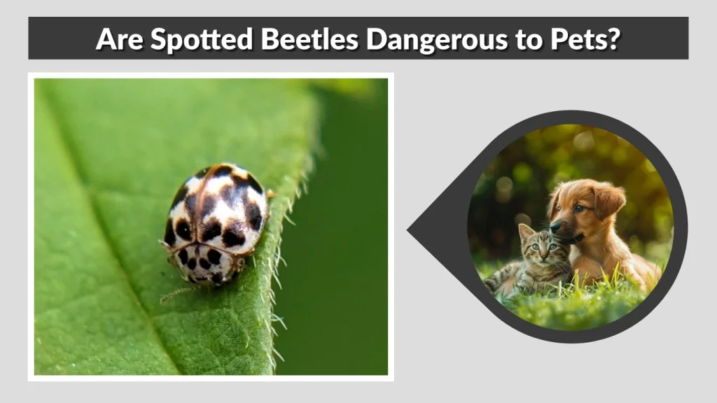 Are Spotted Beetles Dangerous to Pets