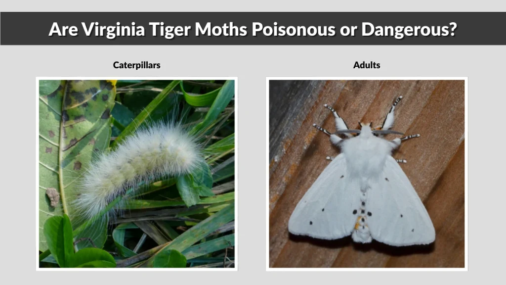 Are Virginia Tiger Moths Poisonous or Dangerous