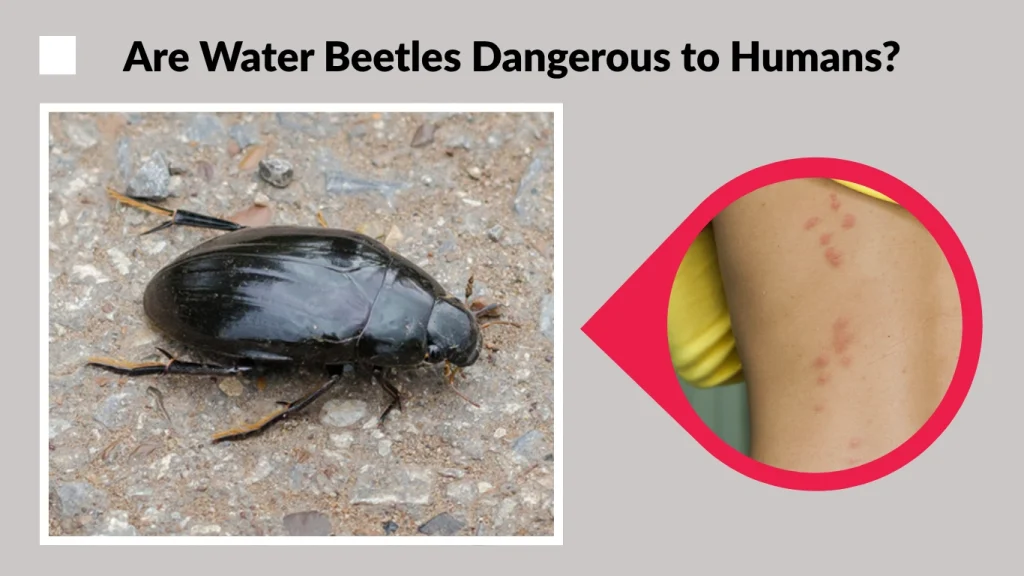 Are Water Beetles Dangerous to Humans