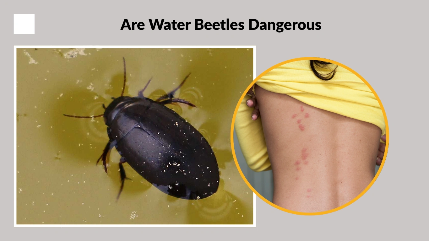 Are Water Beetles Dangerous