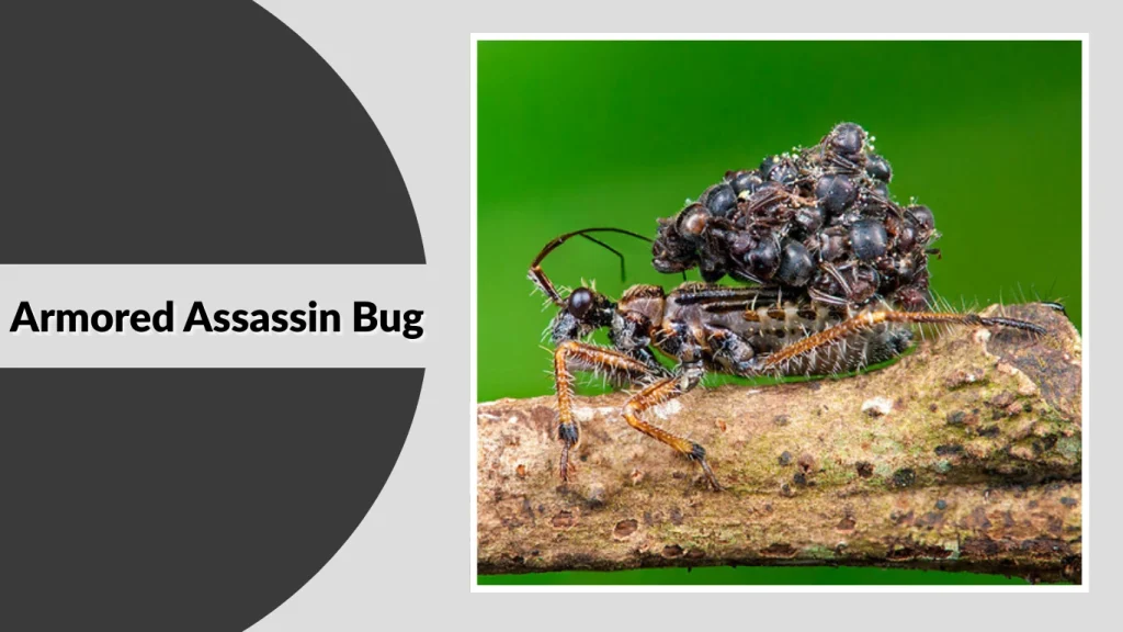 Armored Assassin Bug