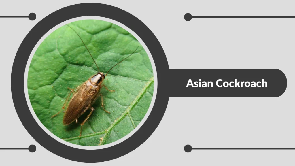 Asian Cockroach