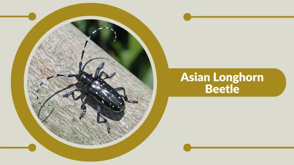 Asian Longhorn Beetle