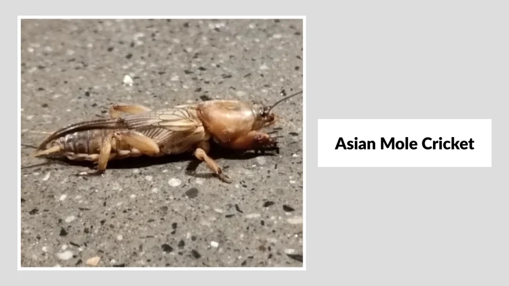 Asian Mole Cricket