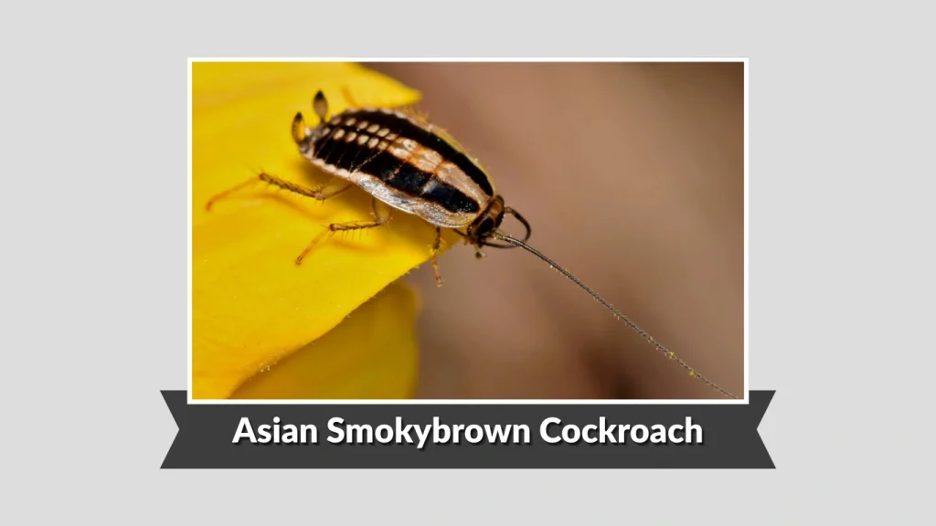 Asian Smokybrown Cockroach