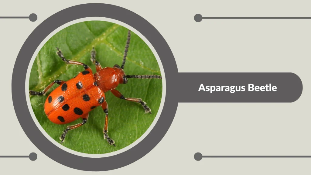 Asparagus Beetle