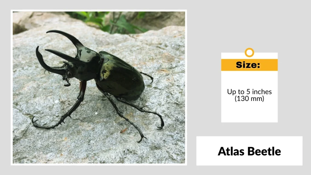 Atlas Beetle