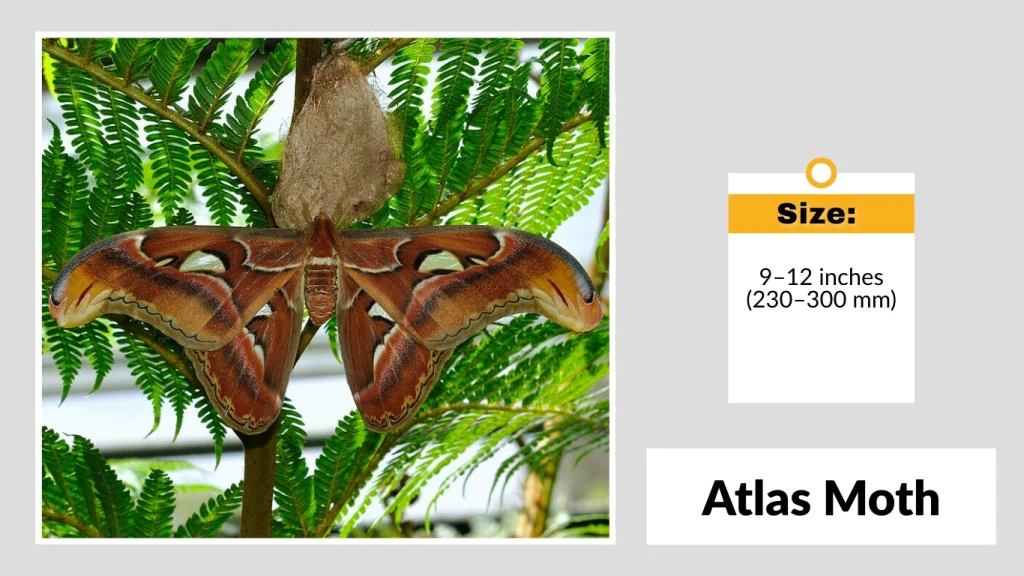 Atlas Moth
