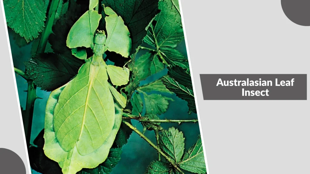 Australasian Leaf Insect