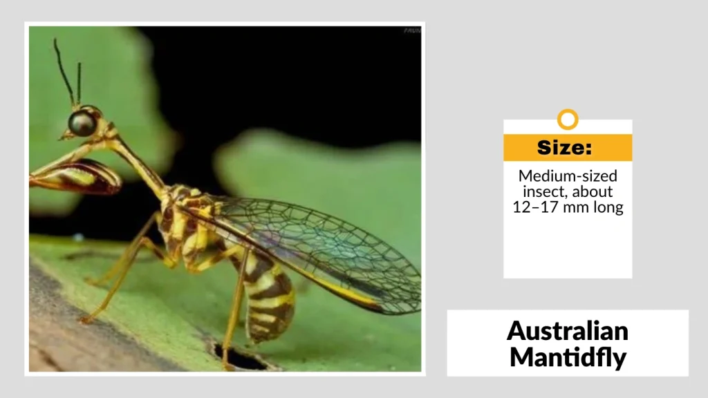 Australian Mantidfly