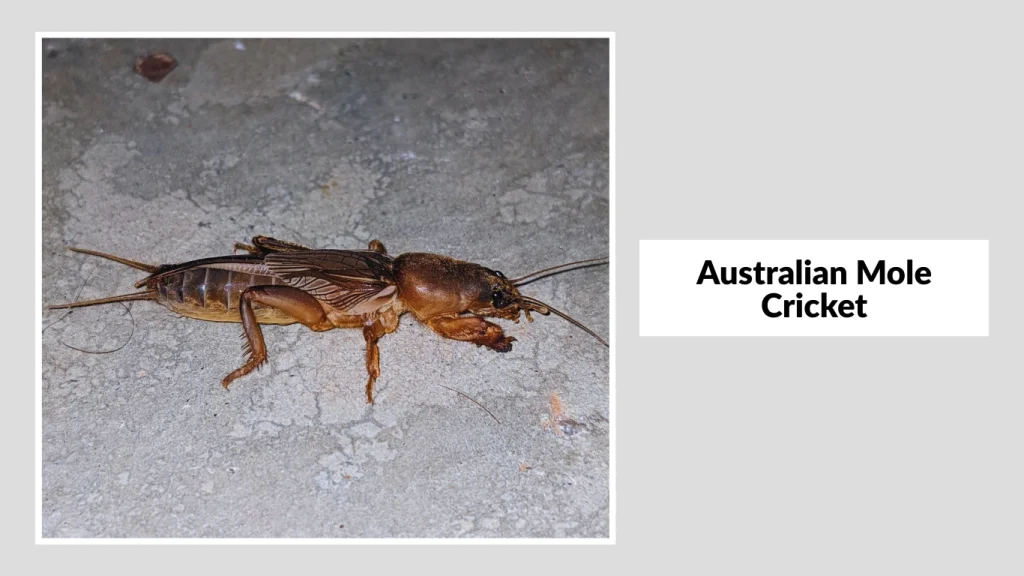 Australian Mole Cricket