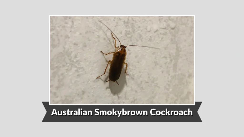 Australian Smokybrown Cockroach