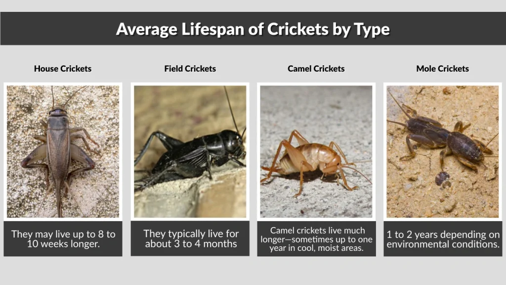 Average Lifespan of Crickets by Type