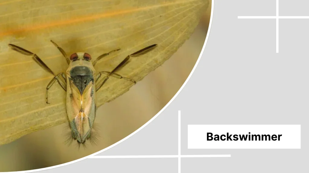 Backswimmer
